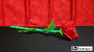 Break Away Rose by Mr. Magic - Trick