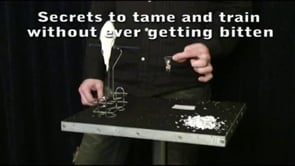 demonstration video of Taming Training & Tricks by Chet & Dave Womach - Video Download