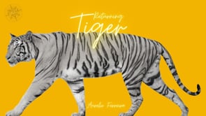 demonstration video of The Vault - Returning Tiger by Aurelio Ferreira - Video Download